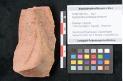 Foto (Objekt + Etikett) von Glyptostrobus europaeus Brongniart (NHMW-GEO-2024-0188-7951)